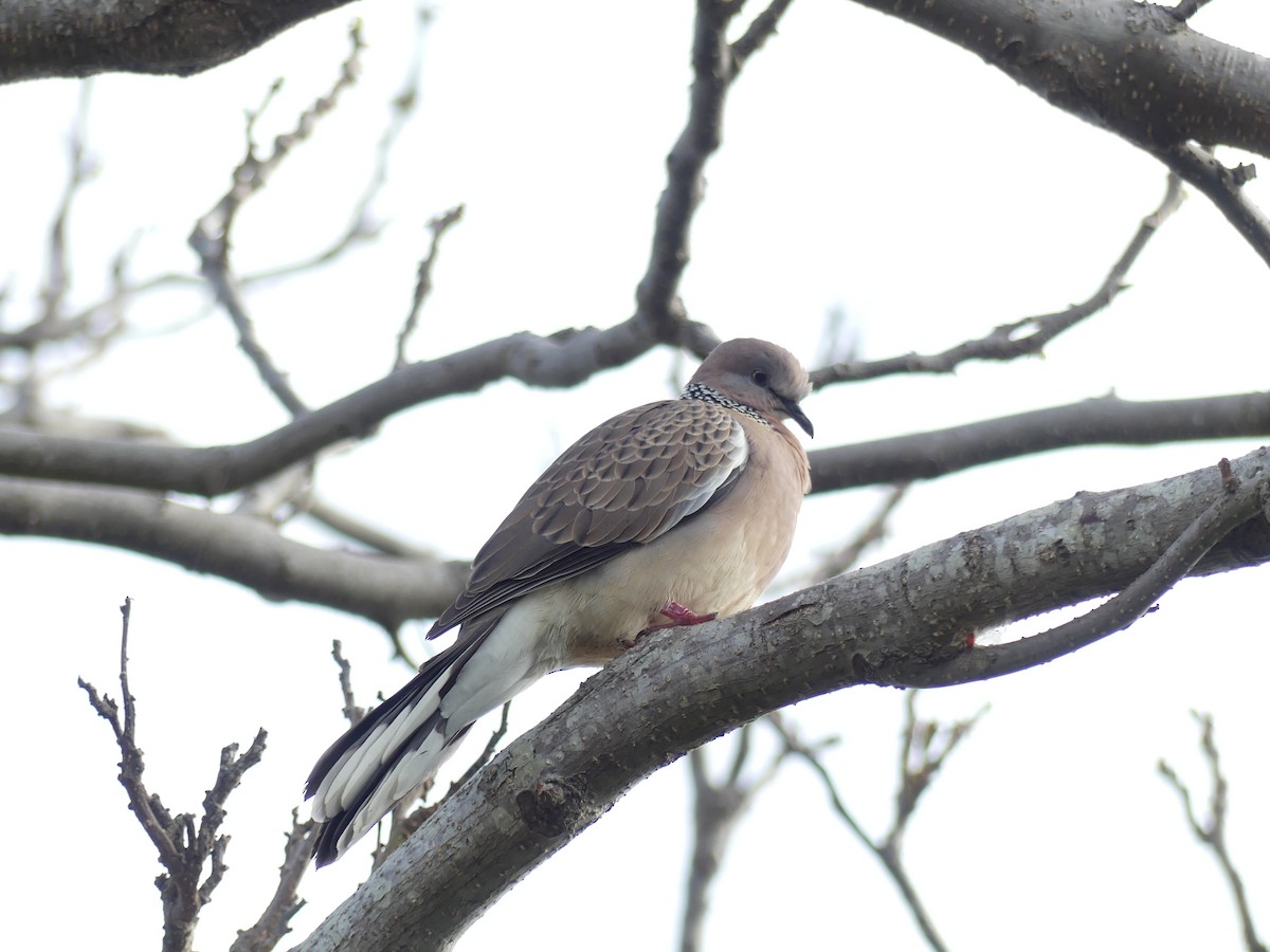 Spotted Dove - ML175791561