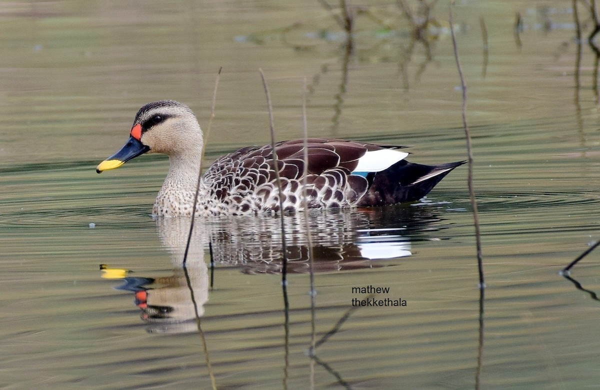 Indian Spot-billed Duck - ML175794991