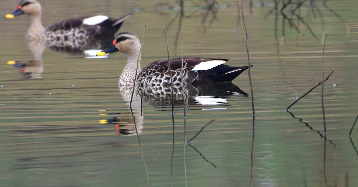 Indian Spot-billed Duck - ML175795001