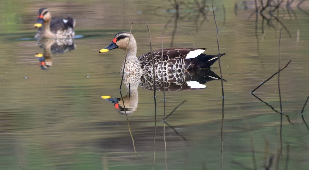 Indian Spot-billed Duck - ML175795111