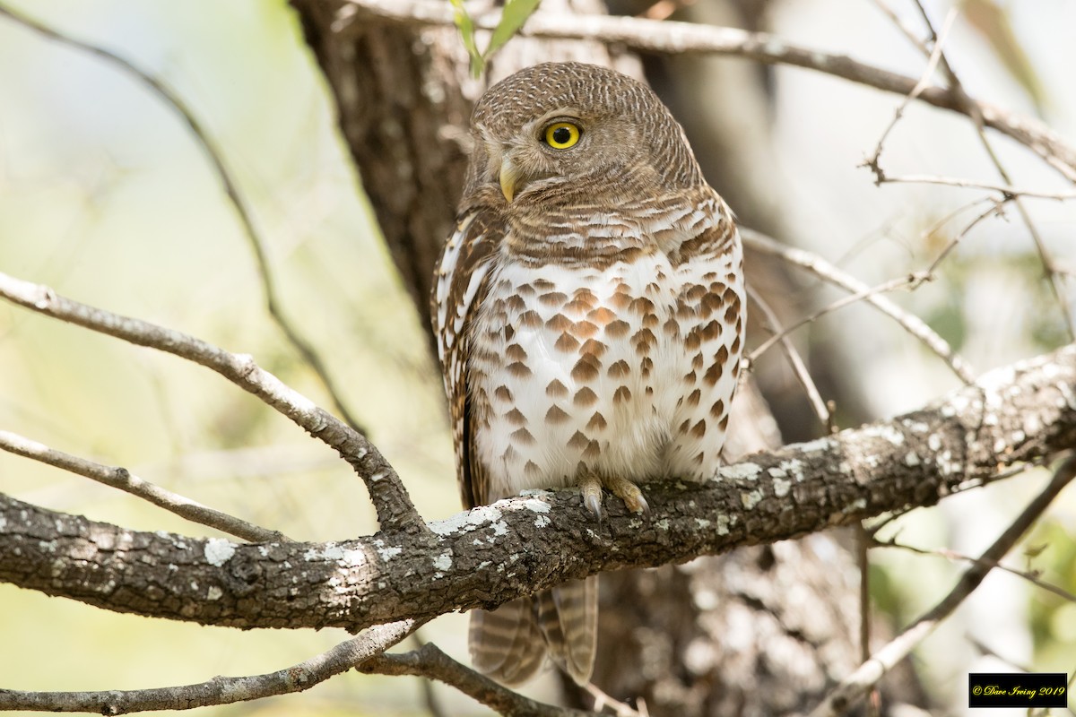 African Barred Owlet - ML175796121