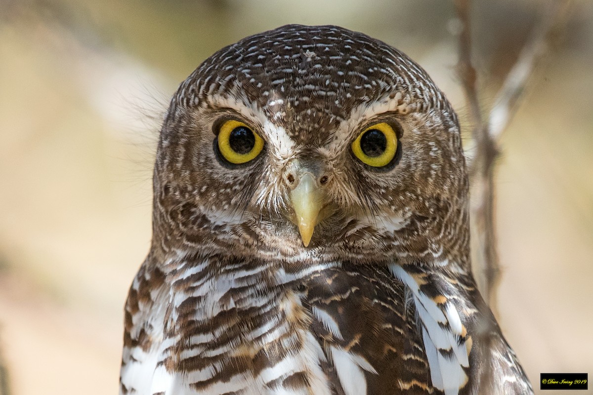 African Barred Owlet - ML175798971