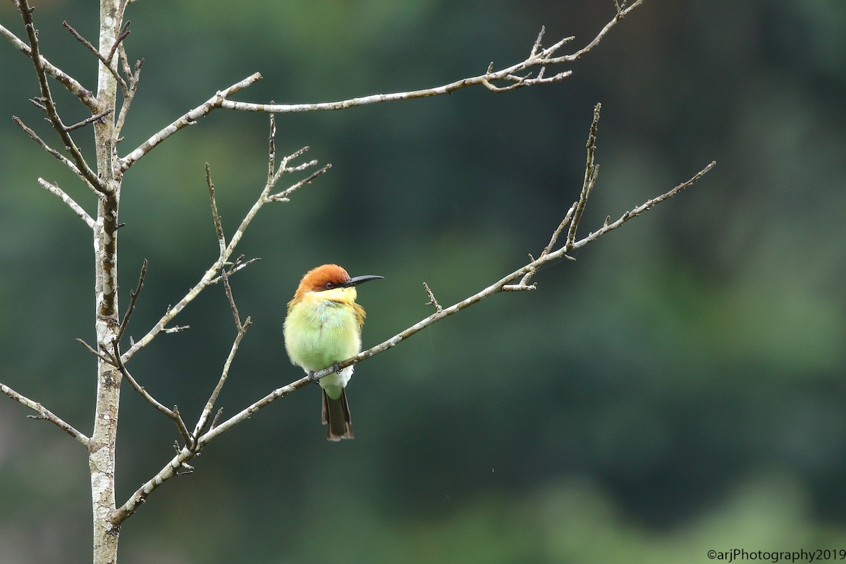 Chestnut-headed Bee-eater - Rahul  Singh