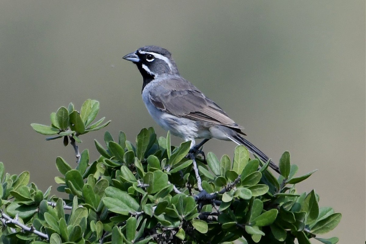 Black-throated Sparrow - ML175802311