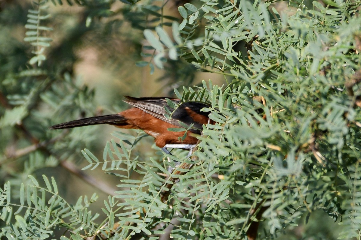 Orchard Oriole - ML175802401