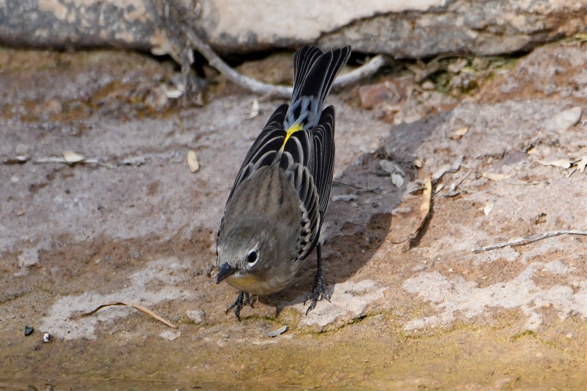 Yellow-rumped Warbler - Jerry Chen