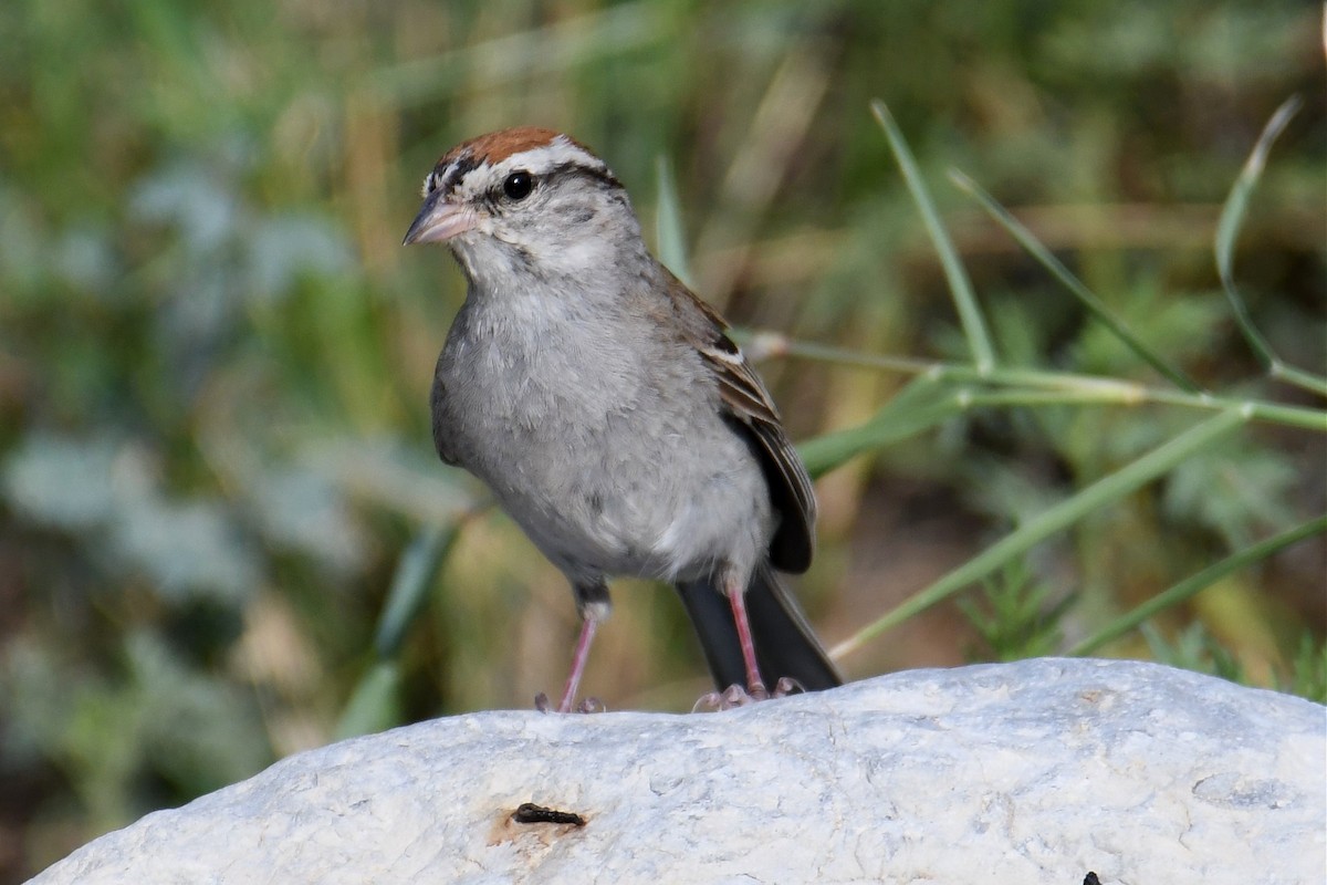 Chipping Sparrow - ML175802811