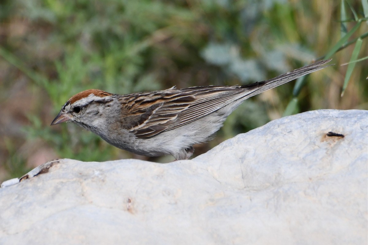 Chipping Sparrow - Jerry Chen