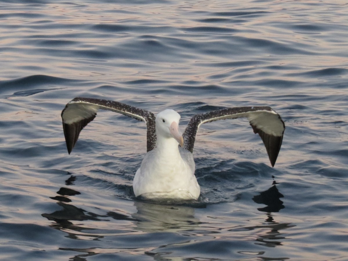 Antipodean Albatross (gibsoni) - ML175803411
