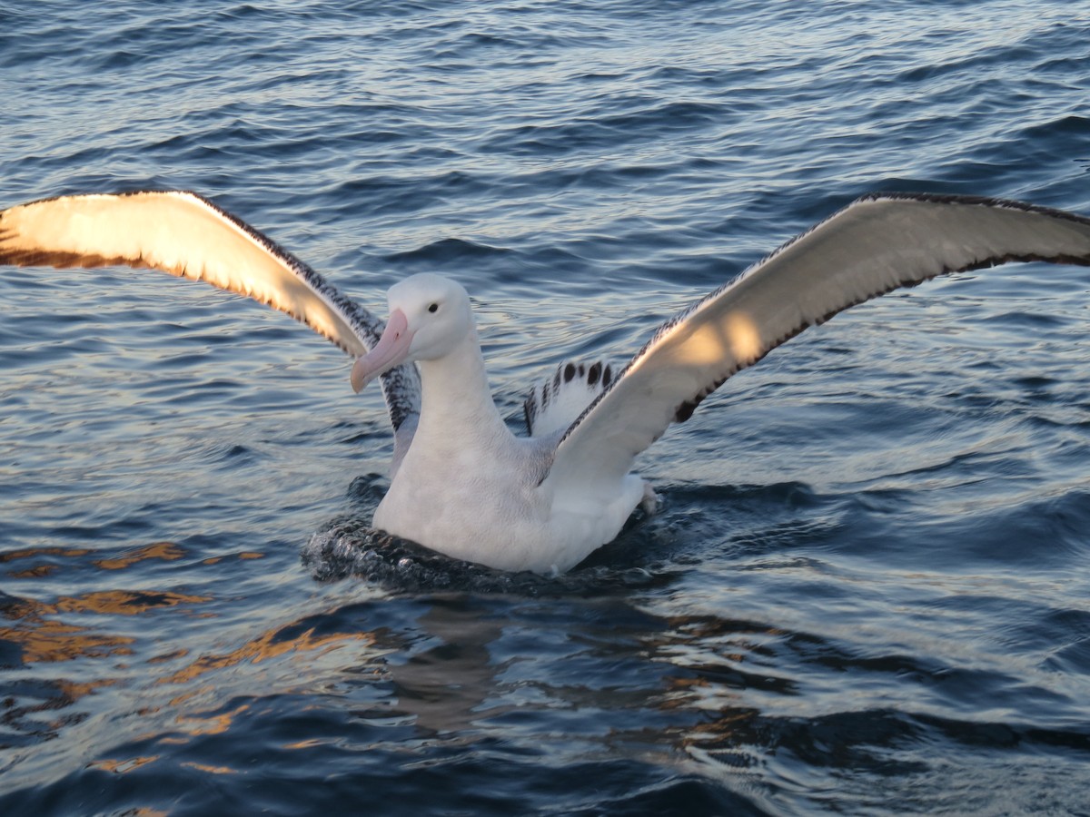 Antipodean Albatross (gibsoni) - ML175803561