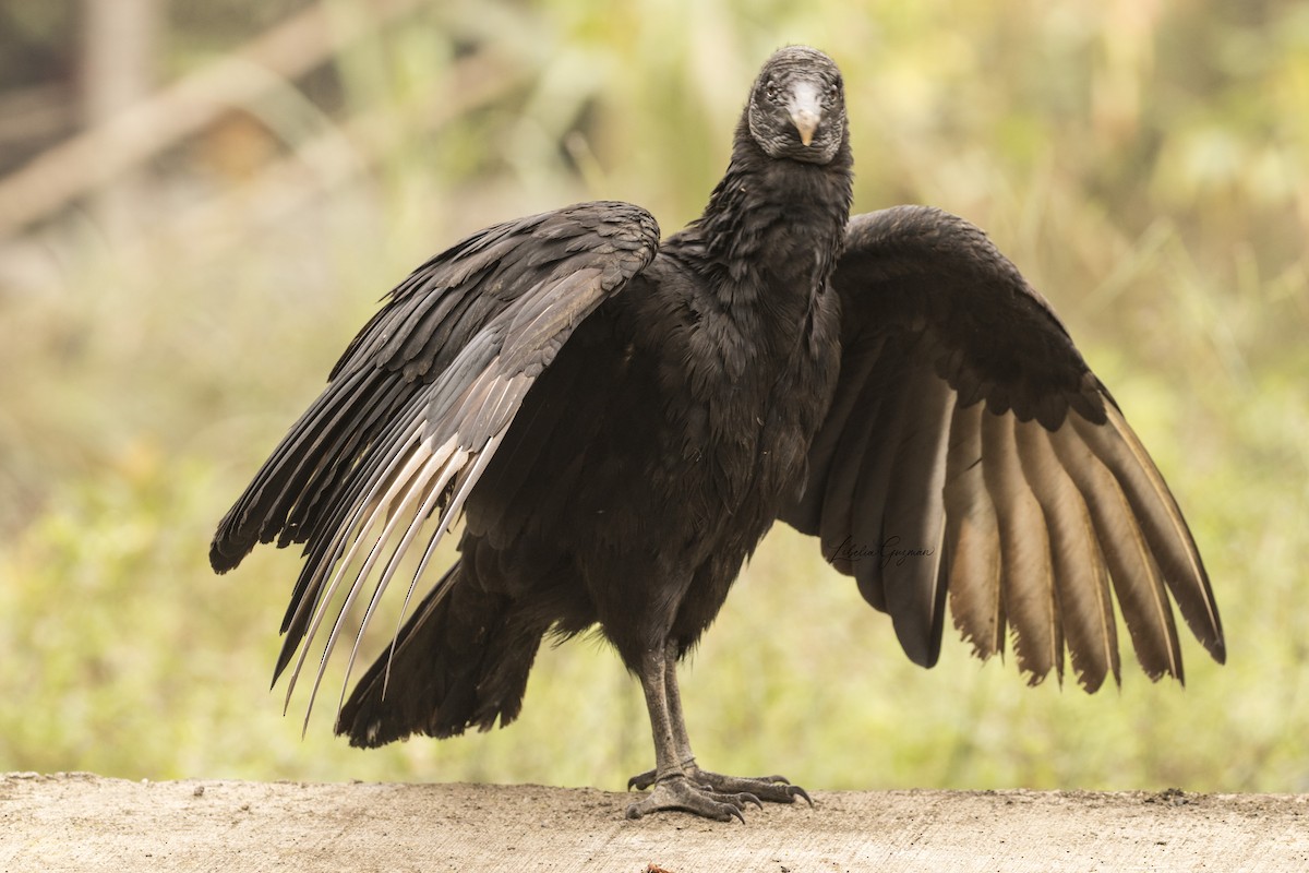 Black Vulture - Libelia Guzmán