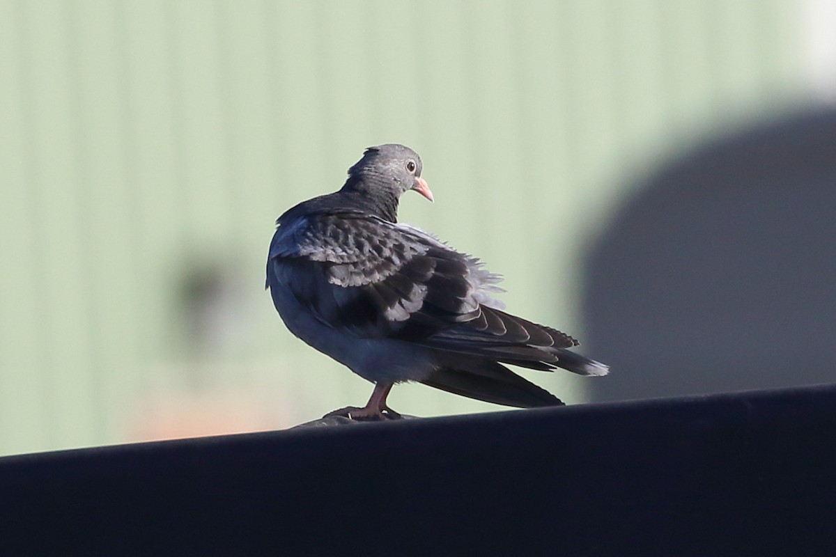 Rock Pigeon (Feral Pigeon) - Seth Beaudreault