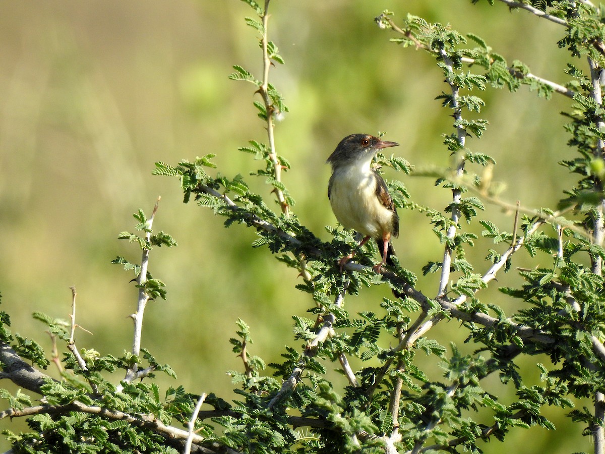 Red-fronted Prinia - ML175809351