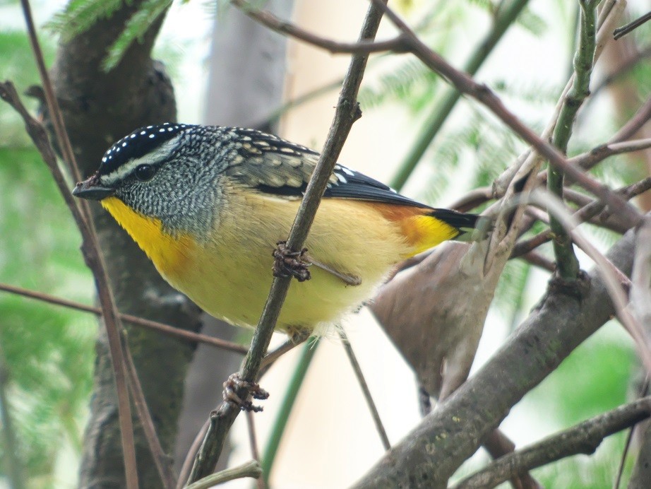 Spotted Pardalote - ML175809781