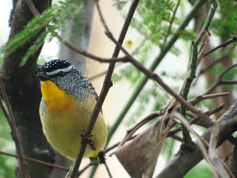 Spotted Pardalote - ML175809801
