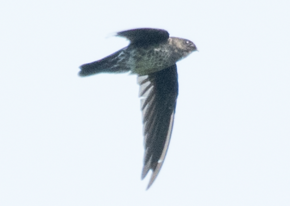 Plume-toed Swiftlet - Dillen  Ng