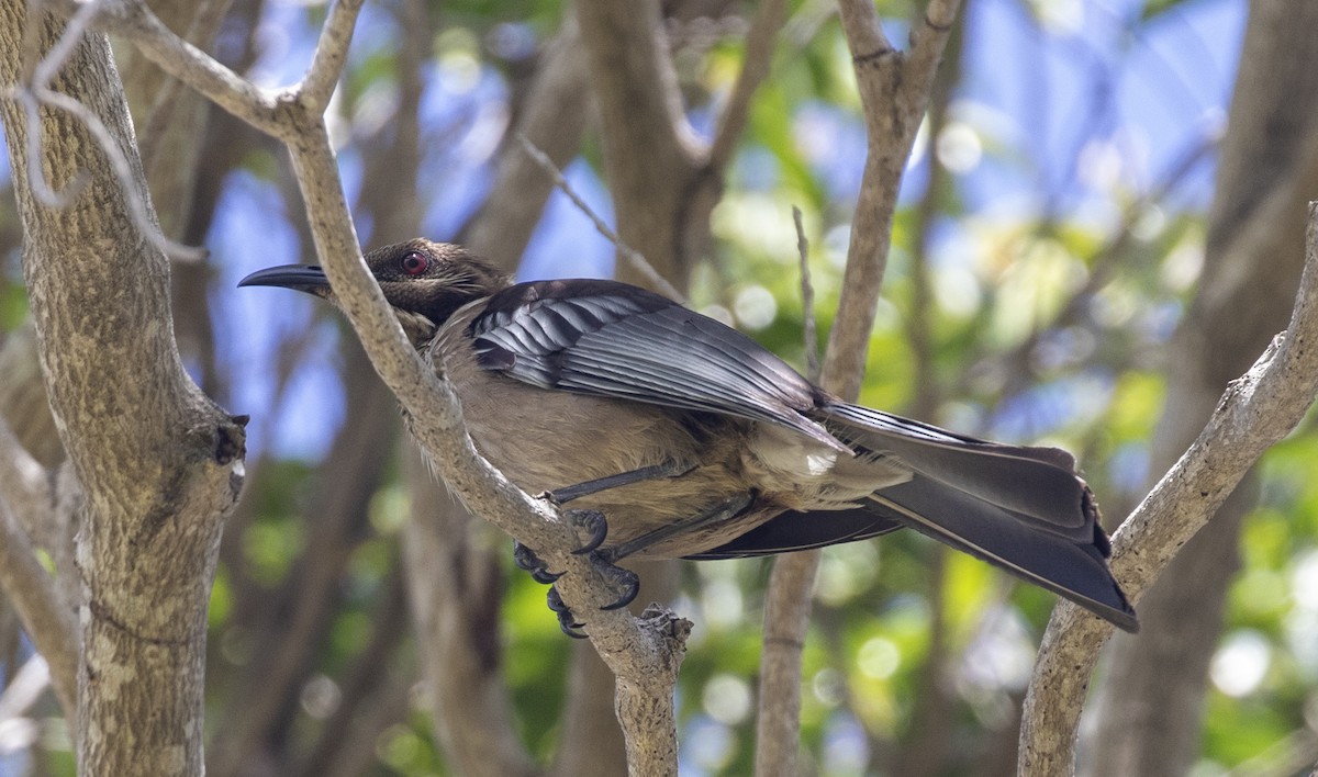 New Caledonian Friarbird - ML175812691