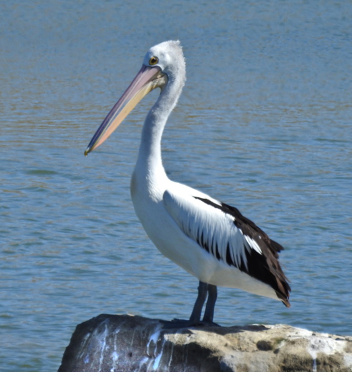 Australian Pelican - Niel Bruce
