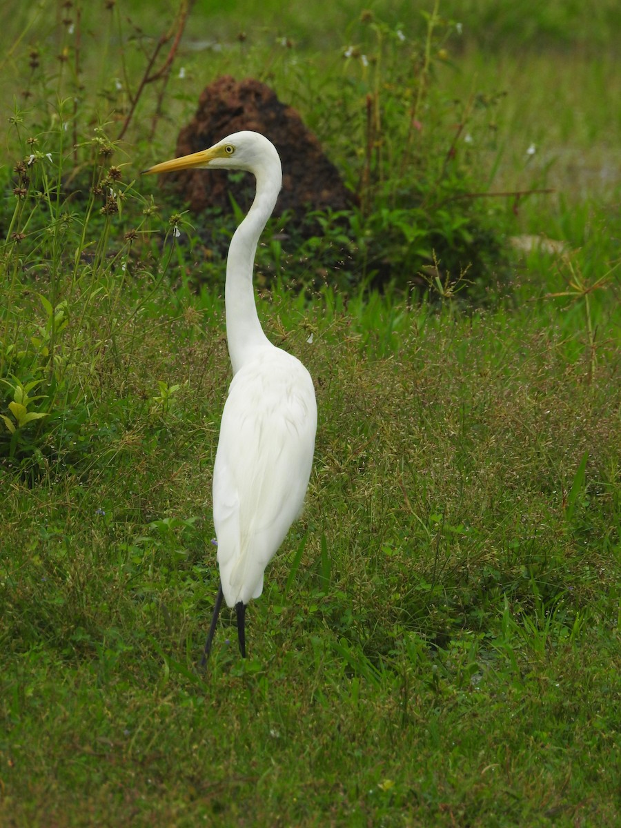 Medium Egret - Manoj Karingamadathil