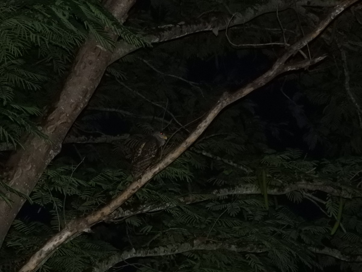 Spot-bellied Eagle-Owl - Dayani Chakravarthy