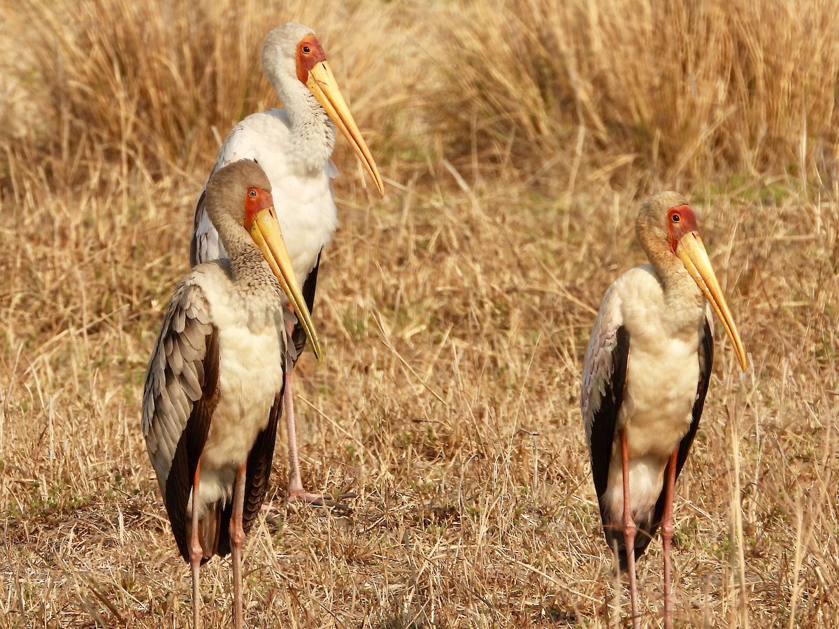 Yellow-billed Stork - GARY DOUGLAS