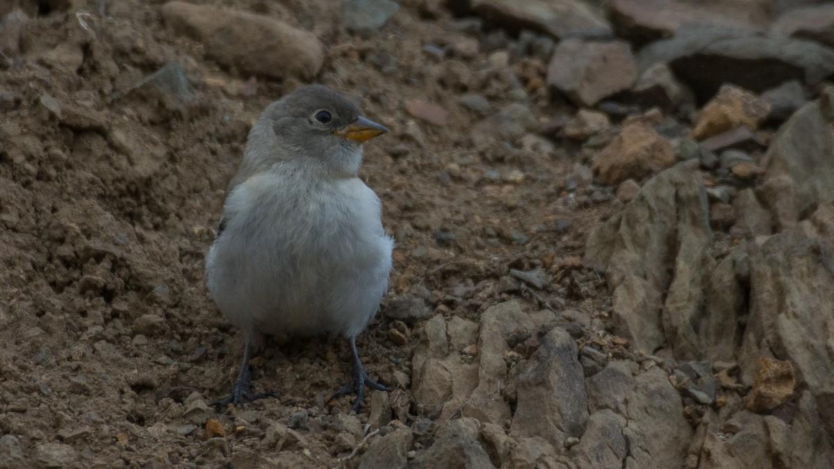 White-winged Snowfinch - ML175820571