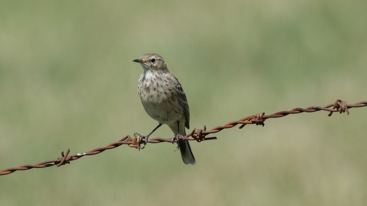 Water Pipit - ML175824581