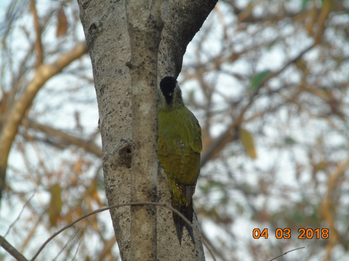 Gray-headed Woodpecker - Kyaw Naing