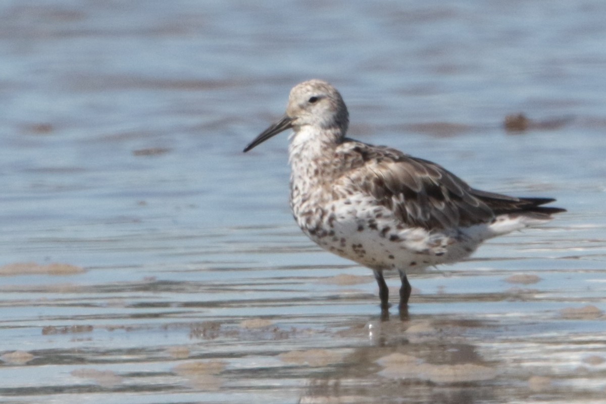 Great Knot - ML175824931
