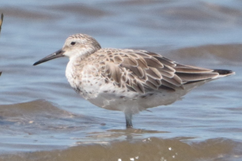 Great Knot - ML175825081