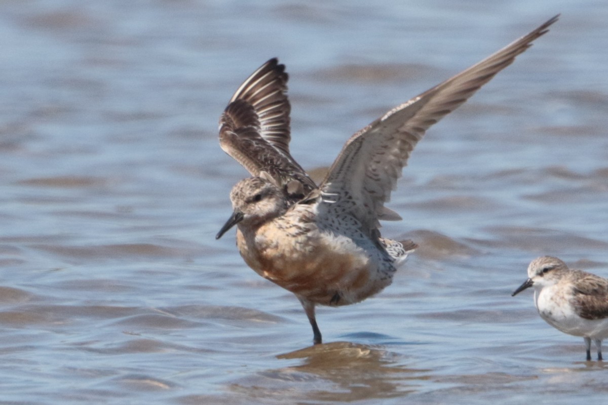 Red Knot - ML175825211