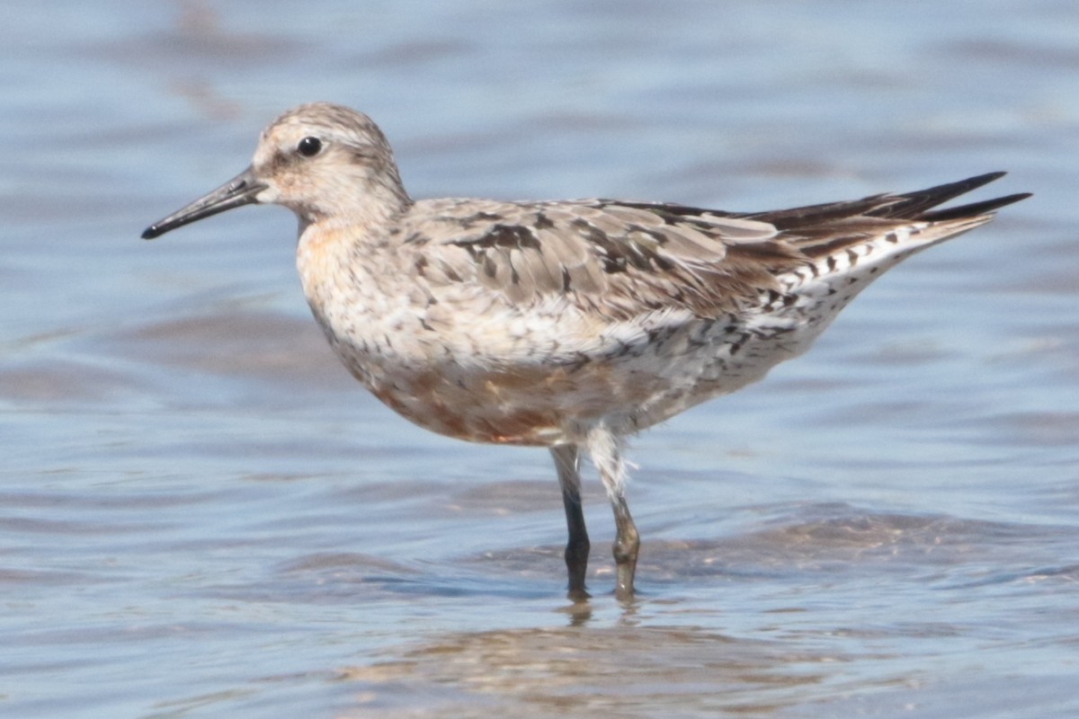 Red Knot - ML175825421