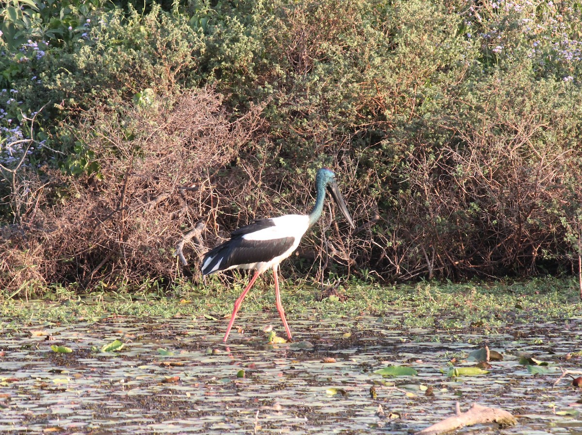 Black-necked Stork - ML175825551