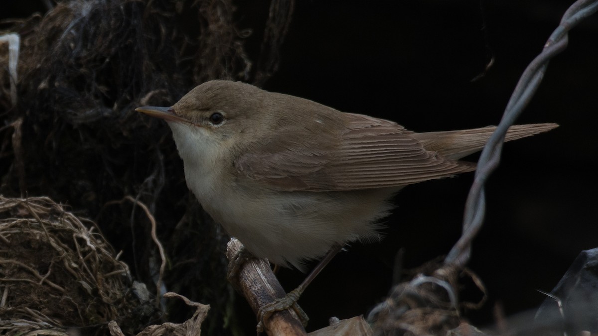 Common Reed Warbler - ML175827771