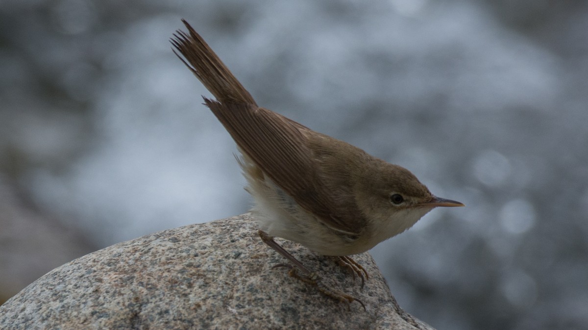 Common Reed Warbler - ML175827781