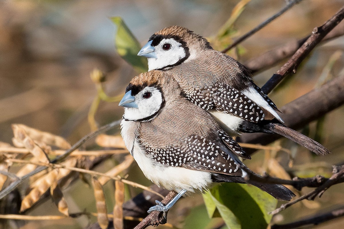 Double-barred Finch - Terence Alexander