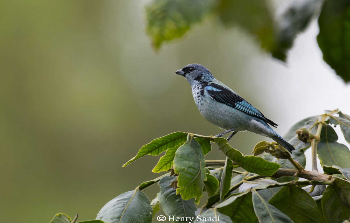 Azure-rumped Tanager - ML175831691