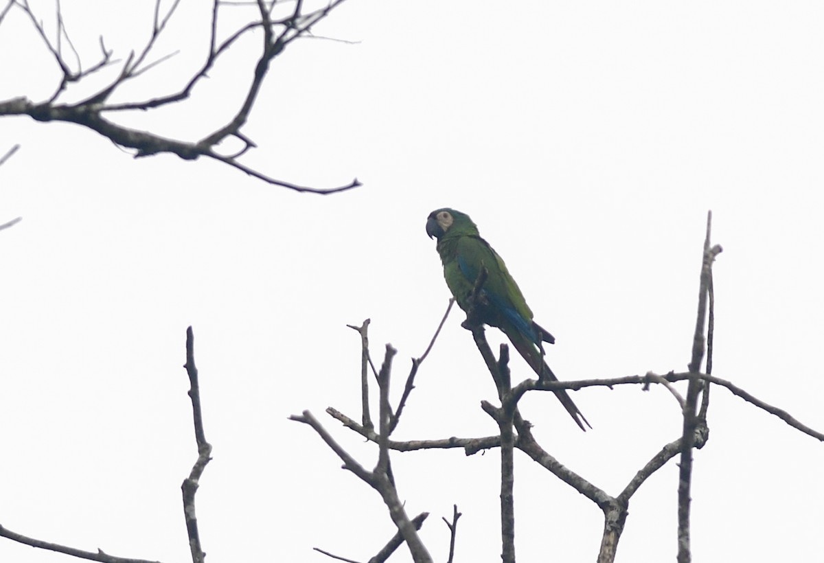 Chestnut-fronted Macaw - ML175832461