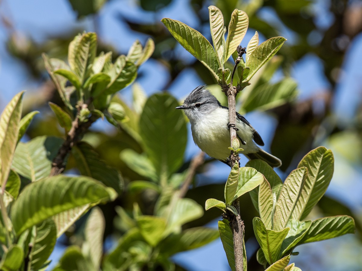 White-crested Tyrannulet (Sulphur-bellied) - Nick Athanas