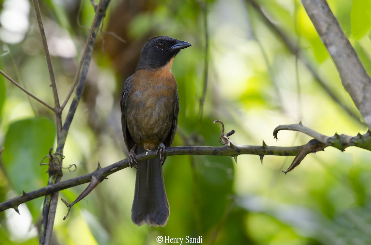 Black-cheeked Ant-Tanager - Henry Sandi Amador