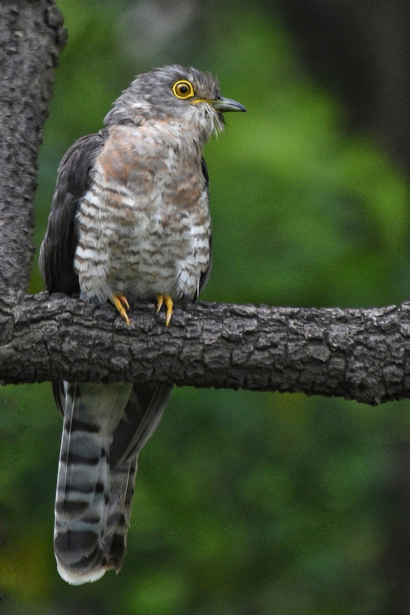 Common Hawk-Cuckoo - ML175835041