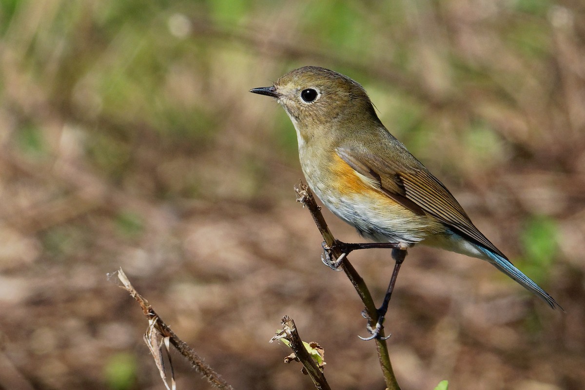 Red-flanked Bluetail - ML175835931