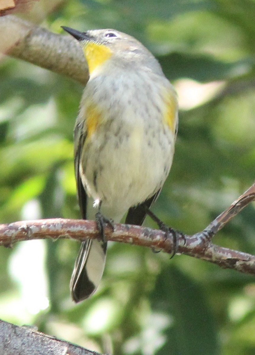 Yellow-rumped Warbler (Audubon's) - ML175843711
