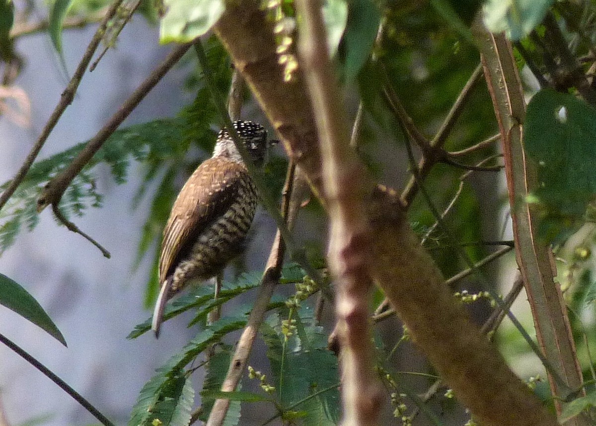 White-barred Piculet - ML175846421