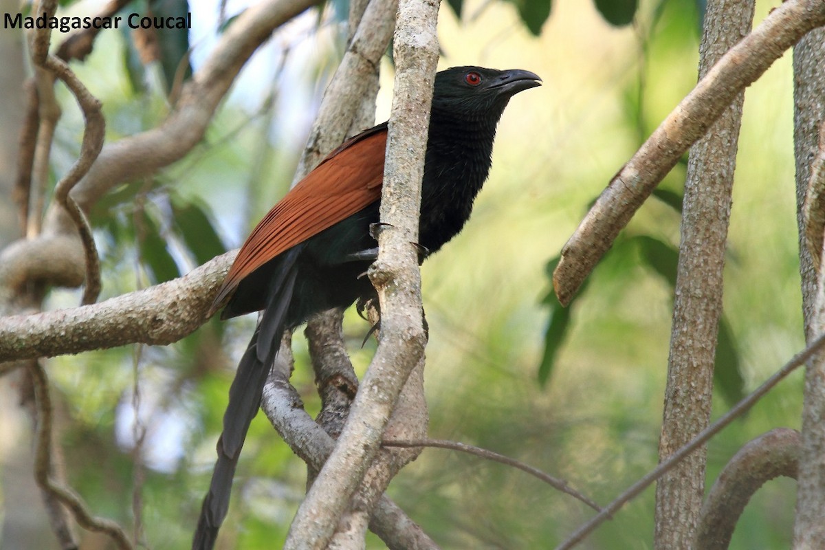 Malagasy Coucal - ML175847761