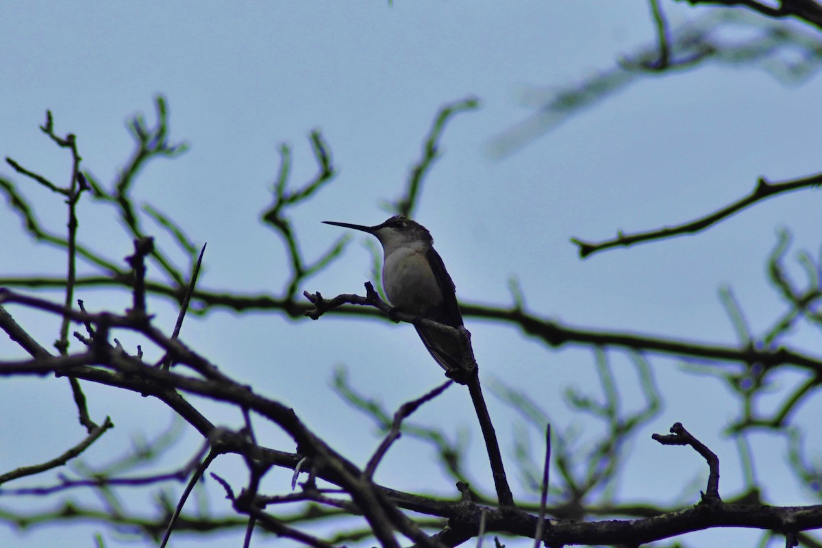 Ruby-throated Hummingbird - Tom M