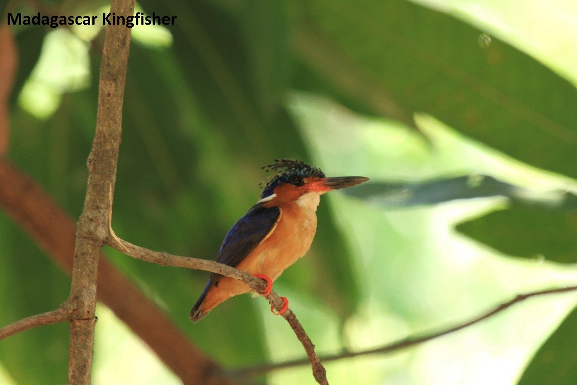 Malagasy Kingfisher - ML175848811
