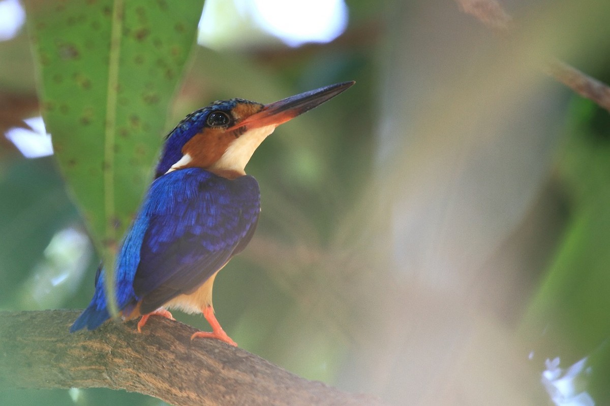 Malagasy Kingfisher - Butch Carter