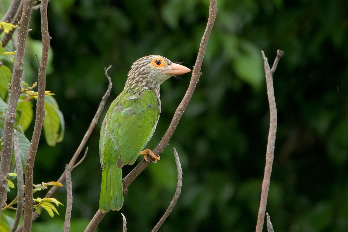 Lineated Barbet - ML175851031