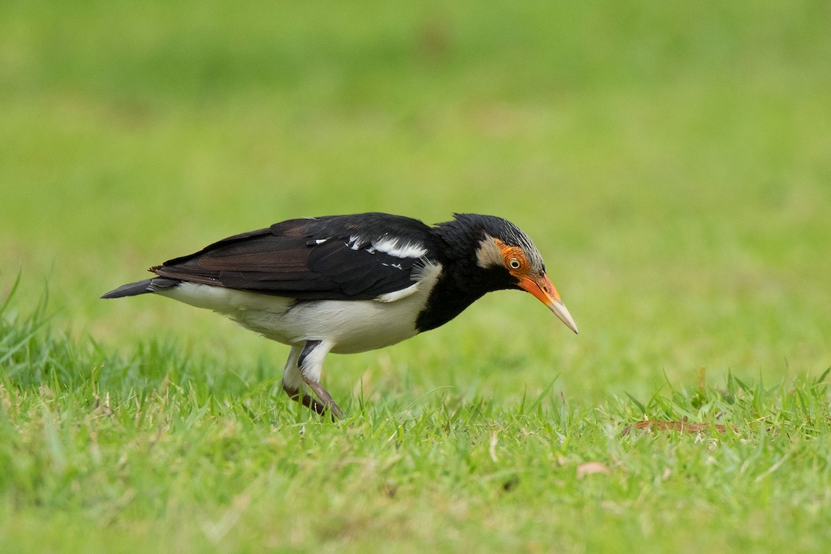 Asian Pied Starling (Asian) - ML175851161